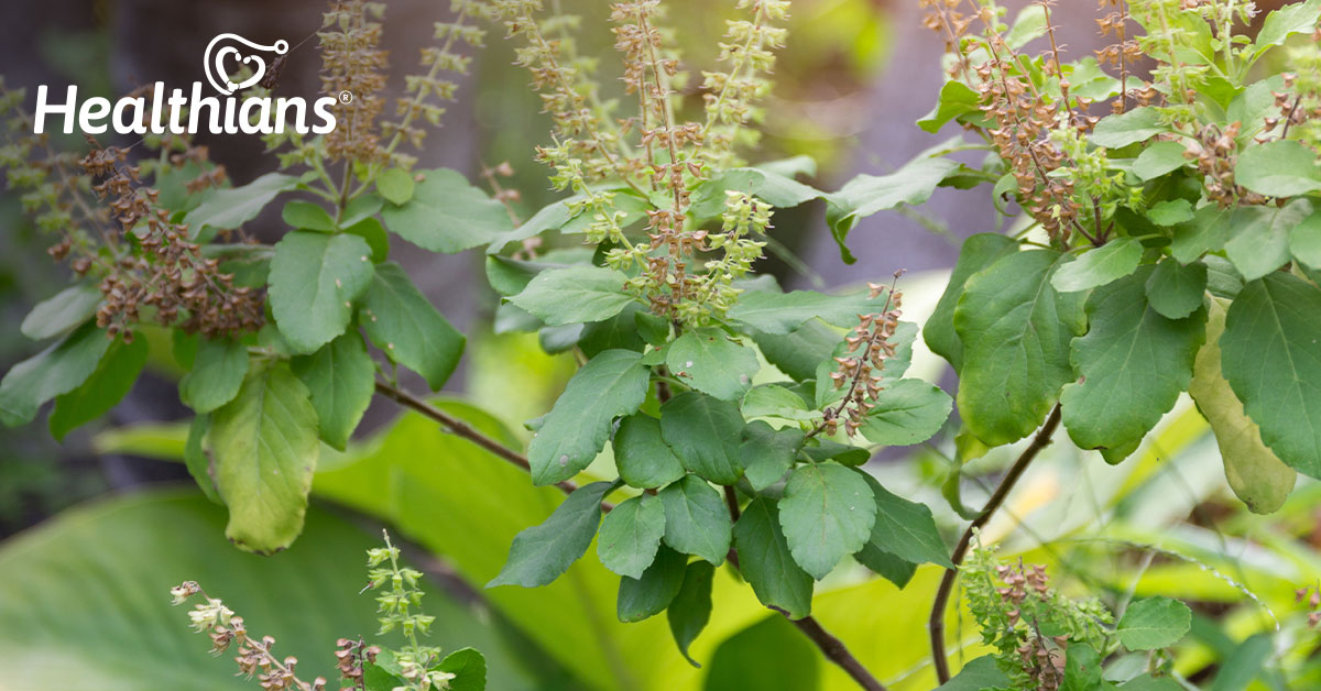 Top – 10 Powerful Health Benefits of Tulsi – Why It’s So Popular?