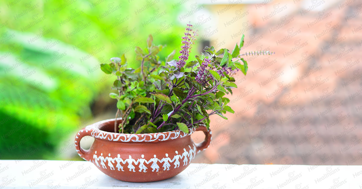 Tulsi is a magic herb know its health benefits