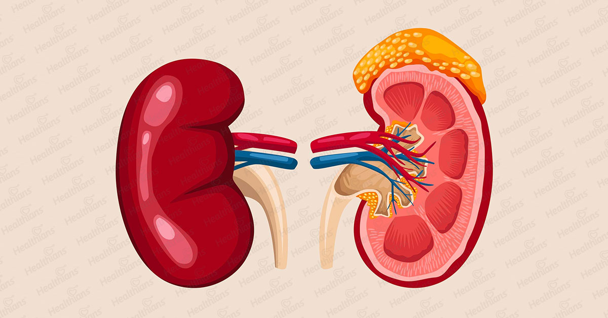 The significance of kidney function tests: A comprehensive analysis