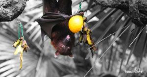 Bats are the main source of spread of nipah virus