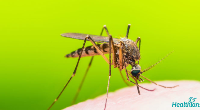 Dengue Fever: Causes, Symptoms, Prevention and Treatment