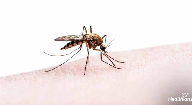 Malaria: Symptoms, Causes, Prevention, and Treatment