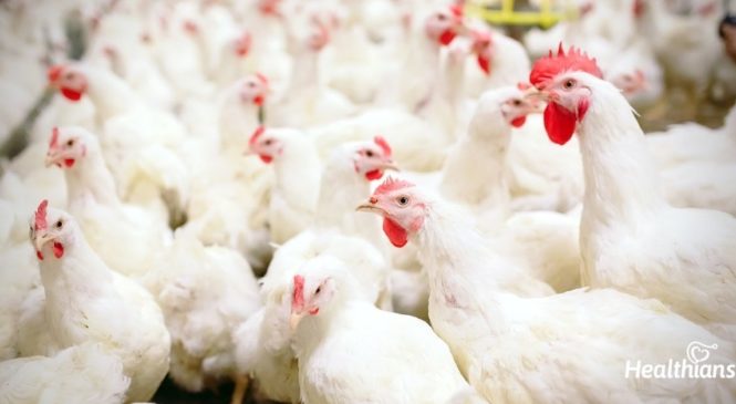 Bird flu – All that you need to know